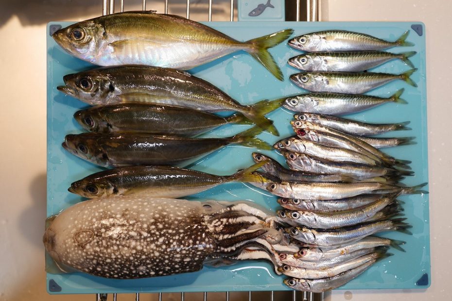 大黒海釣り施設でアジ シリヤケイカ 小サバ イワシ サメ うみづり研究所