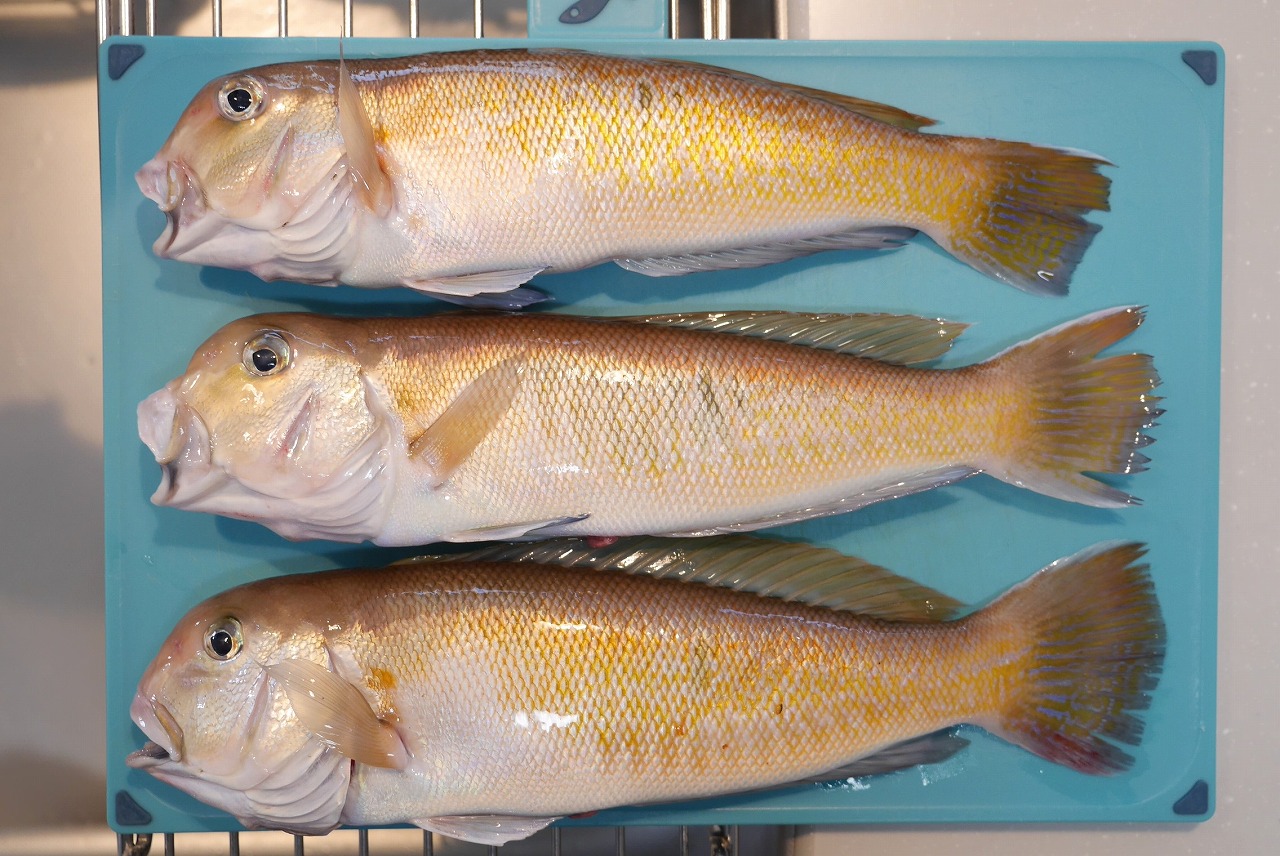 自作釣り機 心強く